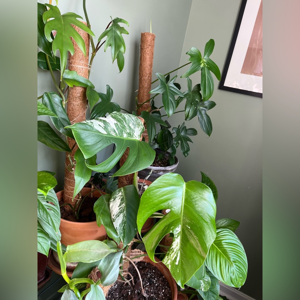 Meet your Posher, Ali